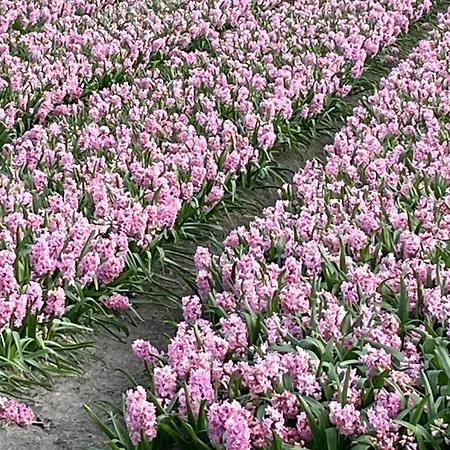 Danina ベッド・アンド・ブレックファスト サッセンハイム