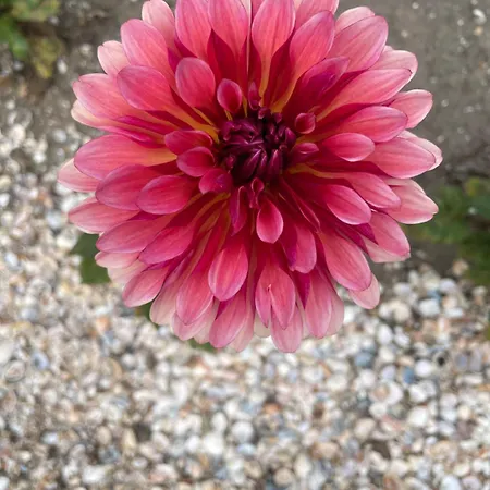 住宿加早餐酒店 Danina 萨森海姆