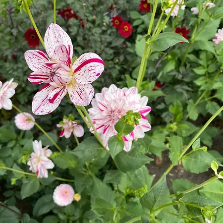 Danina Сассенхейм