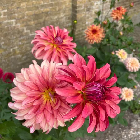 Danina 3* サッセンハイム