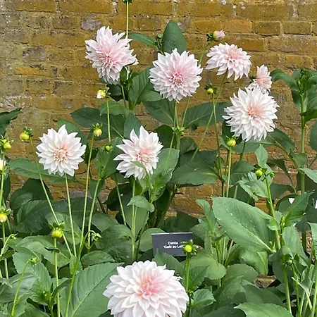 ベッド・アンド・ブレックファスト Danina