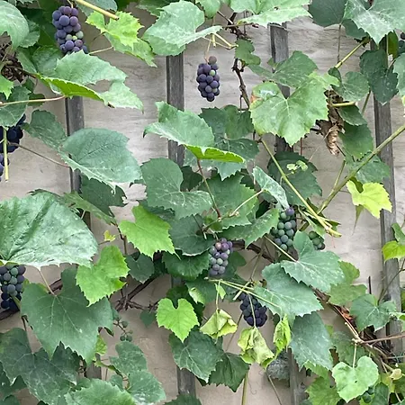 ベッド・アンド・ブレックファスト Danina 3*