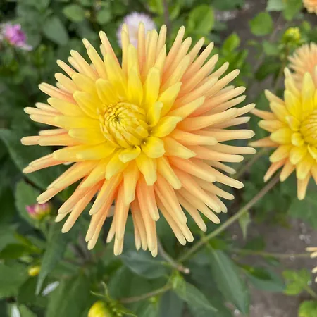 Danina ベッド・アンド・ブレックファスト サッセンハイム