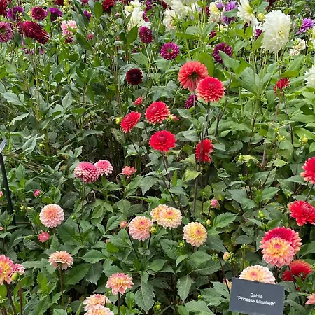 ベッド・アンド・ブレックファスト Danina サッセンハイム