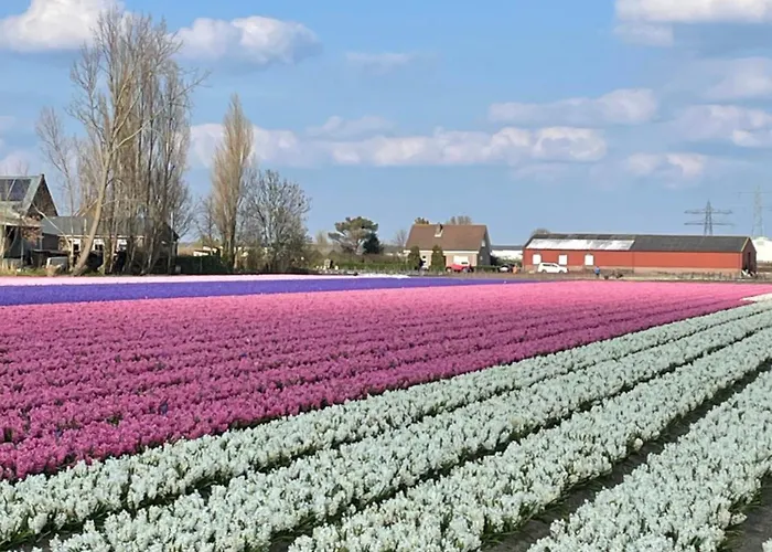 Danina Couette-café