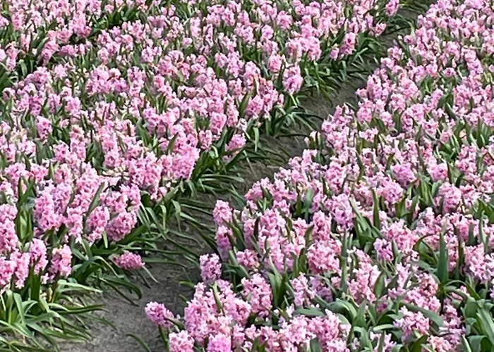 Danina Bed & Breakfast Sassenheim