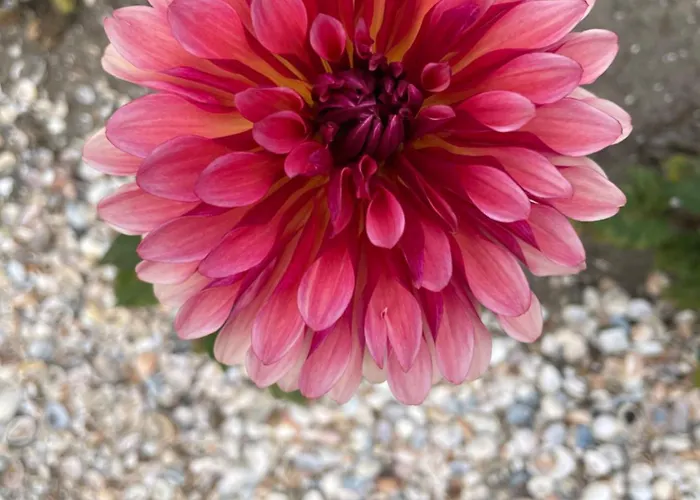 Couette-café Danina Sassenheim