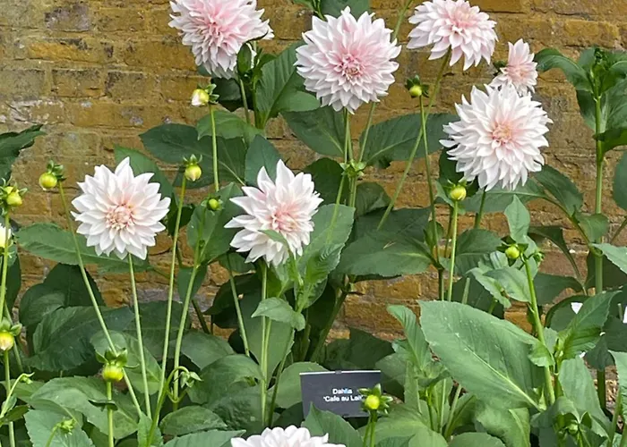 Couette-café Danina