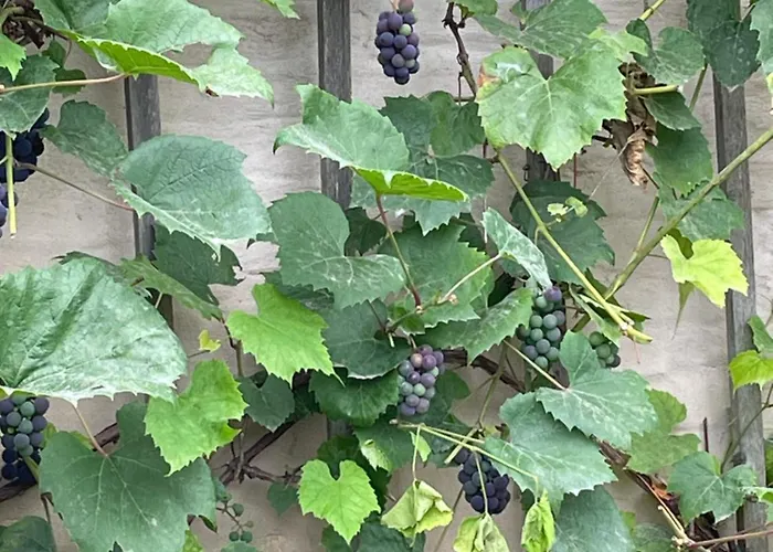 Bed & Breakfast Danina 3*