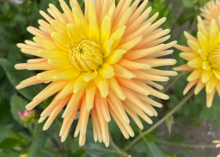 Danina Couette-café Sassenheim