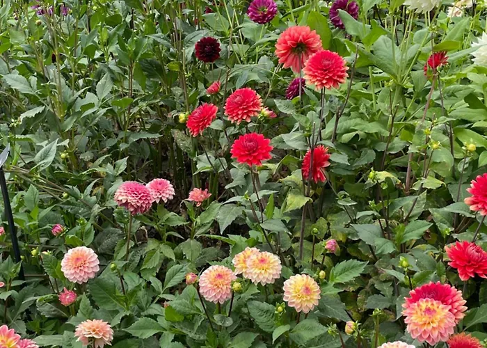 Couette-café Danina Sassenheim