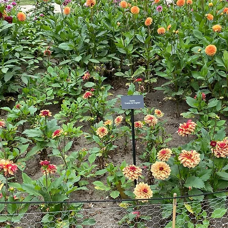 Danina 3* Сассенхейм