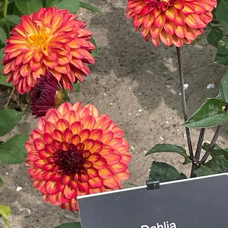 Danina