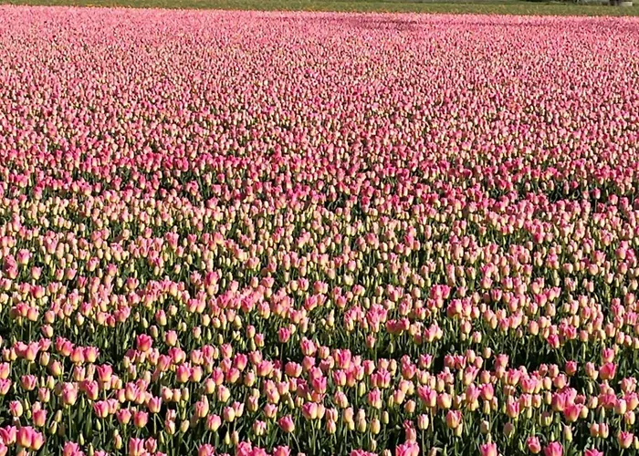 Bed and Breakfast Danina Sassenheim