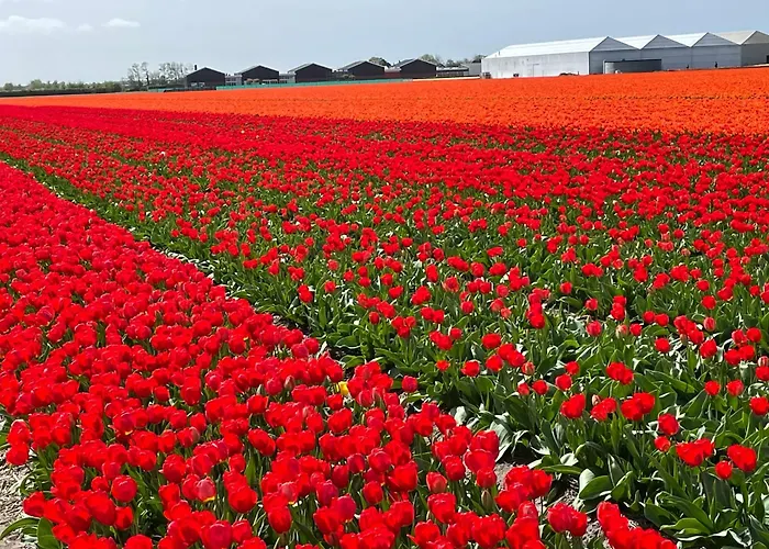 Danina Bed and Breakfast Sassenheim