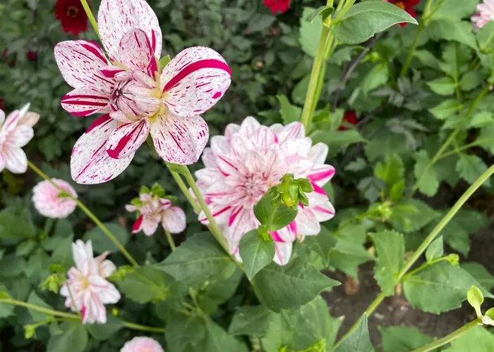 Danina Сассенхейм