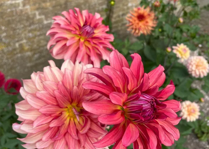 Danina 3* Сассенхейм